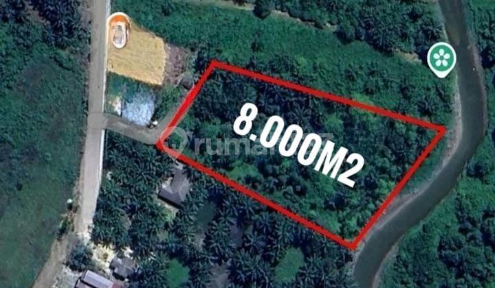 Lahan Dan Kebun Pohon Gaharu Usia Tanam Di Atas 10 Tahun