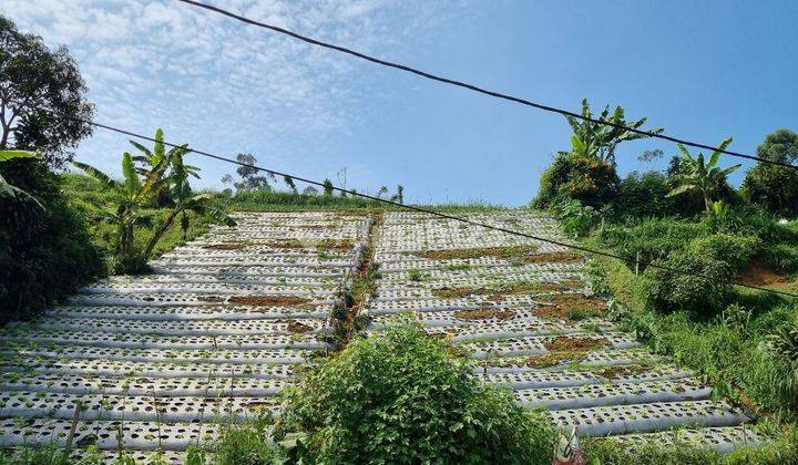 Tanah Di Cisarua Lembang 1