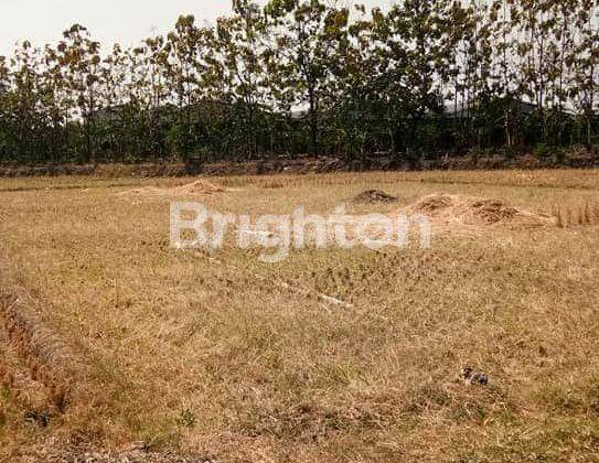 Tanah sawah di pinggir jalan raya Majalengka 1