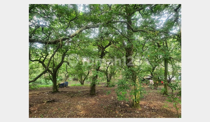 Sebidang Tanah Luas di Kawasan Padat Rangkapan Jaya Sebidang Tanah Luas di Kawasan Padat Rangkapan Jaya