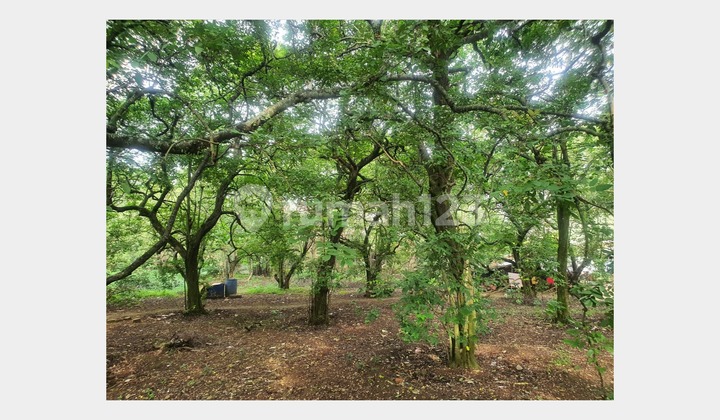 Certified SHM Cheap Land in Pancoran Mas Near Toll Road