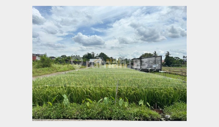 Productive Agricultural Land in Maguwoharjo Sleman