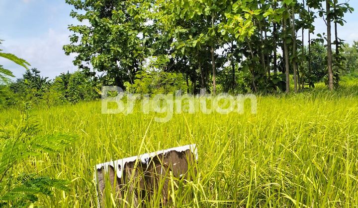 LAND PLOT BALONG PANGGANG A STEP AWAY FROM THE ANIMAL MARKET.