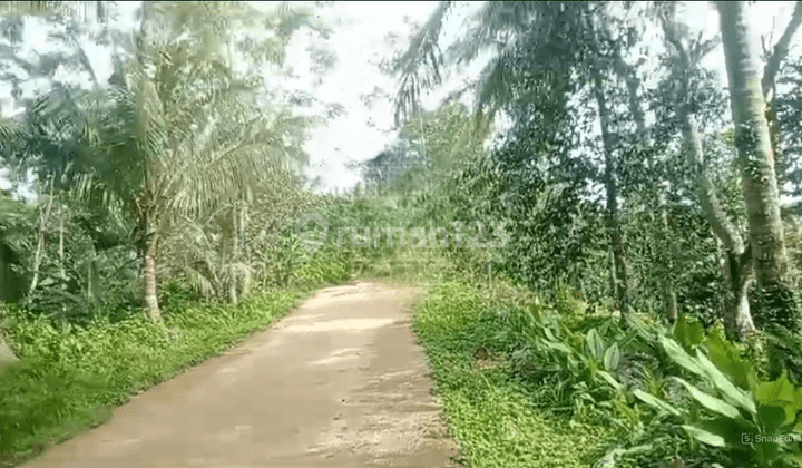 Dijual Murah Lahan Sawah Dan Kebun Produktif Di Serang 1