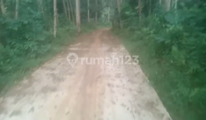 Dijual Murah Kebun Produktif Di Serang Banten 2