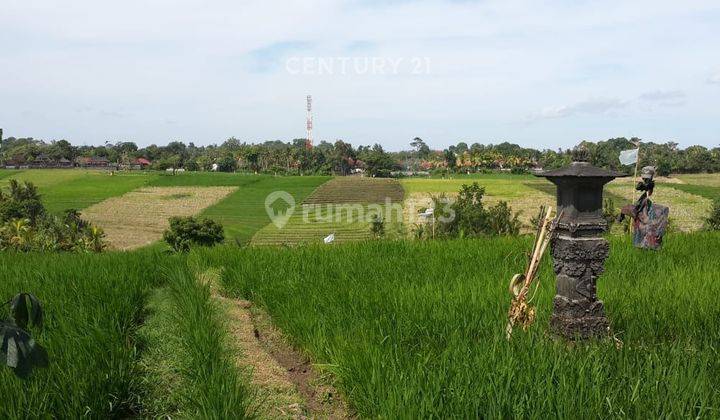 Tanah Lapang Di Desa Tangguntiti Tabanan S8135 1