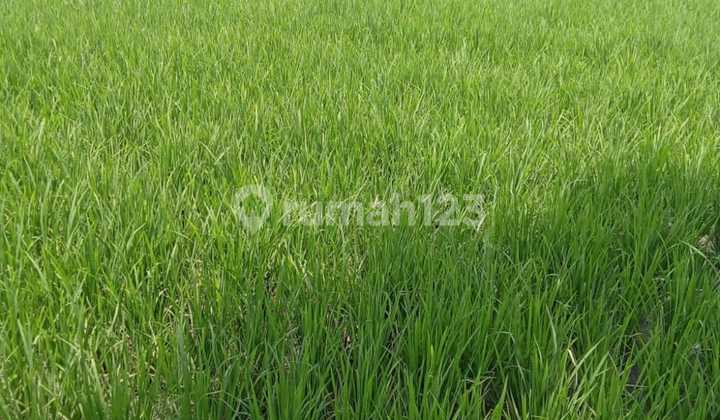 Dijual Murah Lahan Mainroad Soeta Sayap Tol Moch Toha Bandung