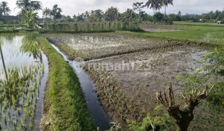 Dijual Tanah / Sawah Edisi Bagi Warisan Siap Investasi Di Tasik