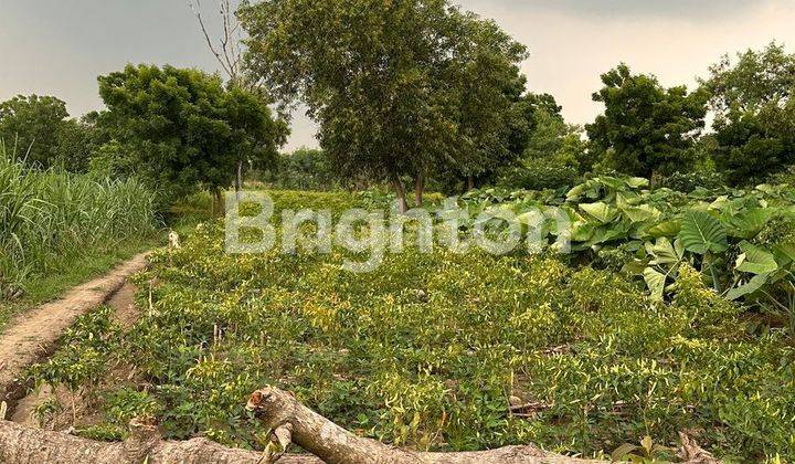 DI JUAL TANAH LOKASI STRATEGIS DI 0 JL RAYA DAWAR,BLANDONG - MOJOKERTO 2