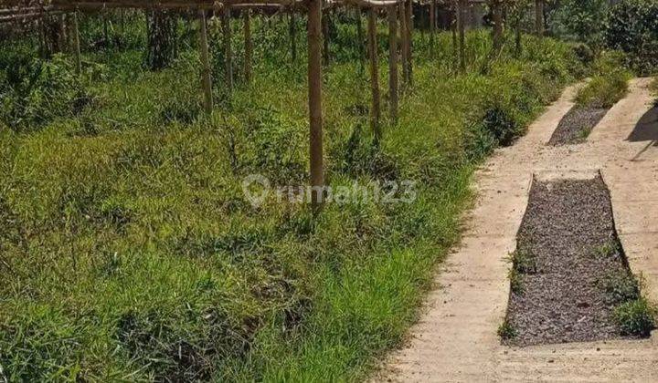 Dijual Murah Sekali Villa Dengan Kebun Luas Siap Panen Asri Ciwidey 2