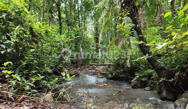 Land 153 Are of Plantation Land in a Cool and Tranquil Area in Penebel, Tabanan, Bali