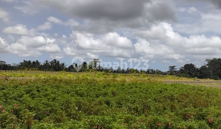 Tanah 2500 Linkungan Tenang Asri di Kawasan Marga Tabanan Bali