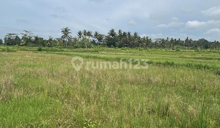 Tanah 3400 M2 Lokasi Strategis Di Kawasan Mengwi Badung Bali Tanah 3400 M2 Lokasi Strategis Di Kawasan Mengwi Badung Bali