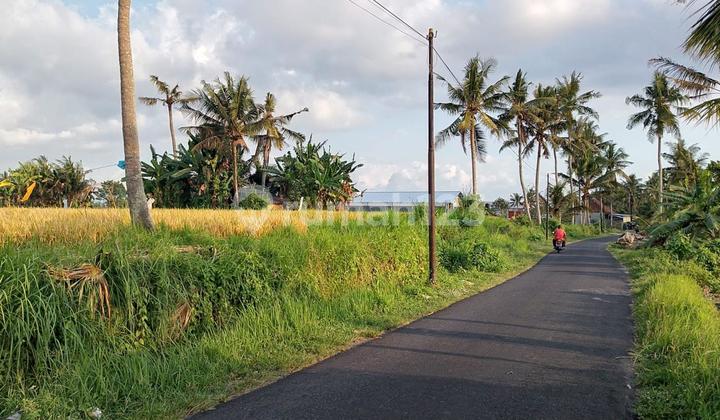 Di Jual Tanah Sawah Produkif Lokasi Pinggir Jalan Di Kawasan Belega Gianyar