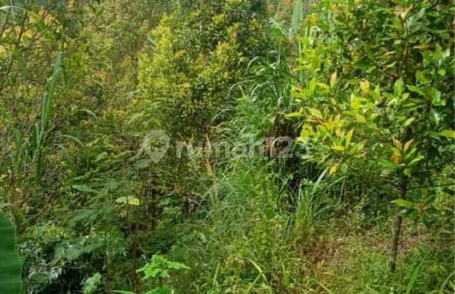 Fertile Land for Sale in Sukasada Area, Buleleng
