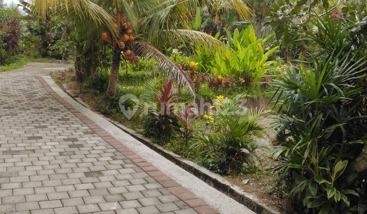 Tanah 4000 M2 Siap Huni Lingkungan Tenang Pedesaan di Kawasan Marga Tabanan Bali