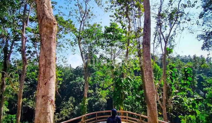 Lahan 4200 M2 Ex Restoran Ikonik Lokasi Strategis di Sangeh Badung Bali