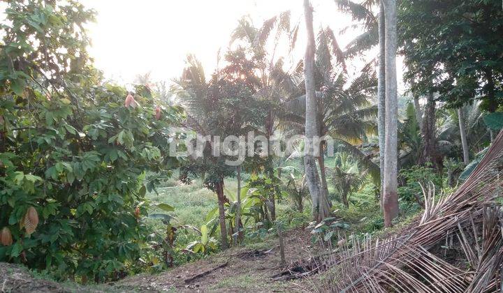 TANAH DEKAT FURAMA UBUD 2