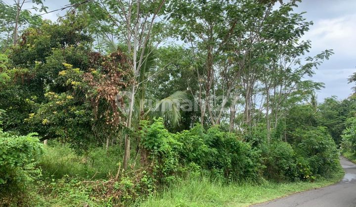Di Jual Tanah 11220 M2 Lokasi Strategis dan Lahan Datar Siap Bangun di Kawasan Selemadeg Barat Tabanan Bali Di Jual Tanah 11220 M2 Lokasi Strategis dan Lahan Datar Siap Bangun di Kawasan Selemadeg Barat Tabanan Bali