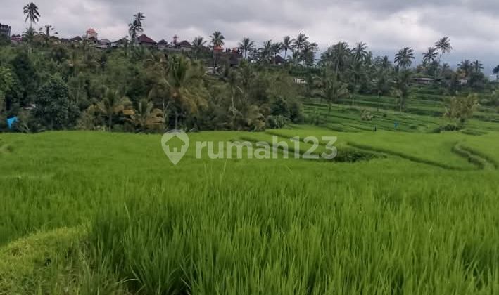 Di Jual Sawah Produktif Sangat Menguntungkan Untuk Berinvestasi Jangka Panjang Di Kawasan Petang Badung Di Jual Sawah Produktif Sangat Menguntungkan Untuk Berinvestasi Jangka Panjang Di Kawasan Petang Badung
