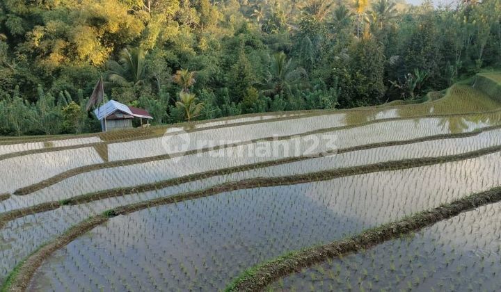 Sawah Dan Kebun Produktif Dengan View 