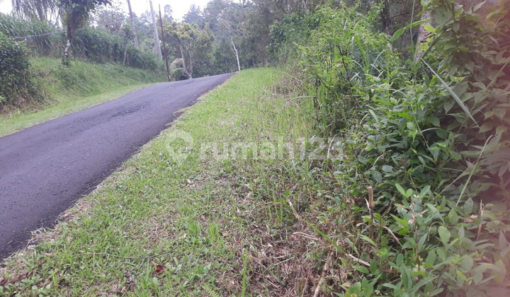 Lahan Subur 143 Are(1,143 Hektar) Dgn Mata Air di Petang Badung
