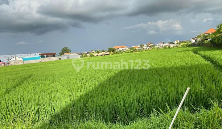 Tanah 3170 M2 Lokasi Strategis Kawasan Villa di Mungu Mengwi Badung Bali