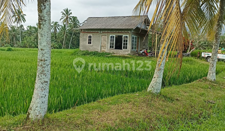 Lahan Subur3280 M2 di Penebel Tabanan