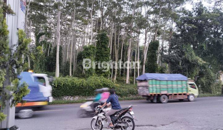 TANAH LETAK STRATEGIS, SANGAT SUBUR UNTUK KEBUN BUAH2AN JUGA COCOK UNTUK RUMAH MAKAN, PENGINAPAN, SEKOLAH 2