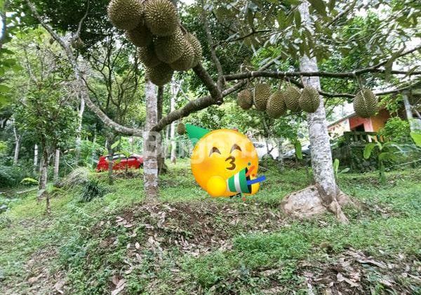 Jual Tanah Kebun, Luas , Bonus Aneka Pohon Durian, Kelapa , Jati , Rambutan , Jeruk, Salak , Pisang Dll 2