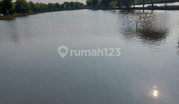 Tambak Bandeng Aktif Dijual Cepat Daerah Sidoarjo, bisa untuk Passive Income