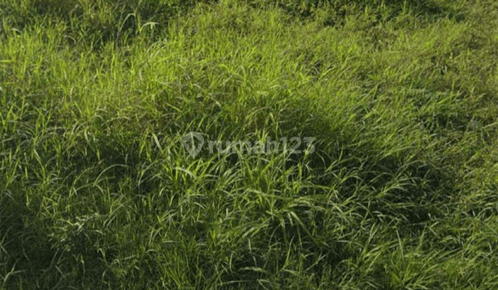 Lahan Industri Tegal Jawa Tengah, Strategis Bisa Kontainer 1
