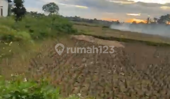 Dense Paddy Field Land in Legok SHM Box Car Access Dense Paddy Field Land in Legok SHM Box Car Access