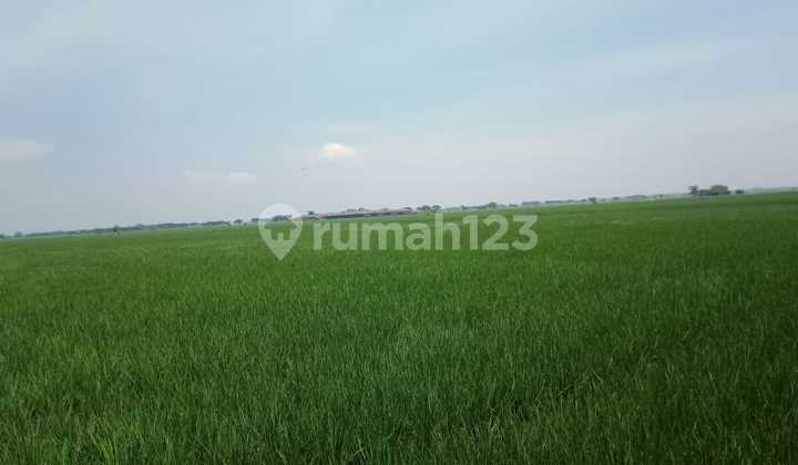 DIJUAL LAHAN SAWAH 1,9HEKTAR DI KABUPATEN BEKASI DIJUAL LAHAN SAWAH 1,9HEKTAR DI KABUPATEN BEKASI