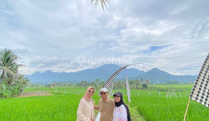 Jual Sawah Produktif Kavling Nuansa Alam Cariu Bogor Timur  2