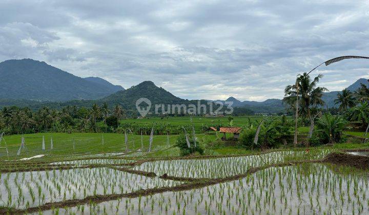 Tanah Sawah Murah Include SHM - Cariu Bogor Timur Tanah 1