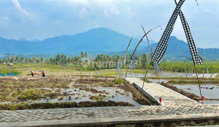 Tanah Sawah Murah View Pegunungan Include BBN SHM Tanah 1