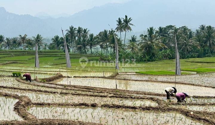 Jual Tanah Sawah Include BBN SHM - Bogor Timur Tanah 2