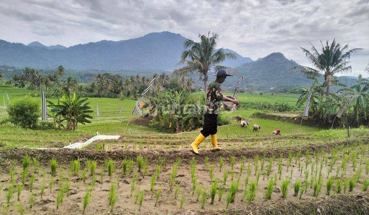 Jual Tanah Sawah Murah Produktif Cariu Bogor Timur Lainnya 2