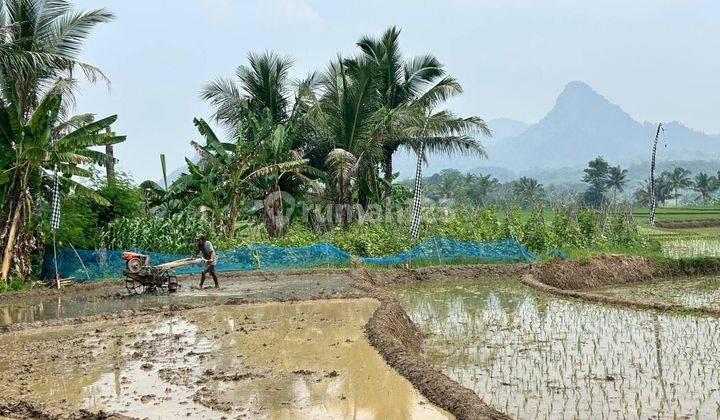 Tanah Kavling Sawah Produktif - Cariu Bogor Timur Include SHM Tanah SHM 2