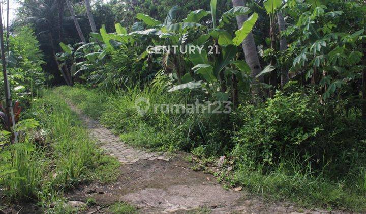 Tanah Luas 490 M2 Cocok Untuk Investasi Di Minggir Sleman 2