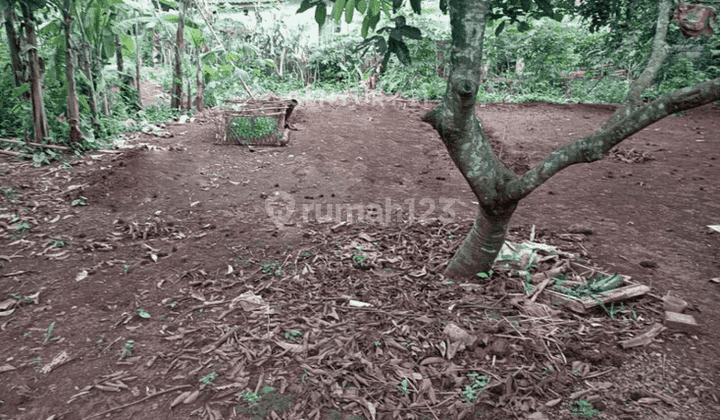 Tanah Murah Daerah Perumahan Di Situsari Cileungsi Kab Bogor 1
