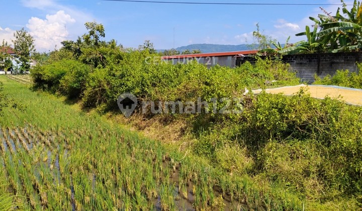 Sawah Land 2210M2 on Jl Parangtritis Near Pundong Market