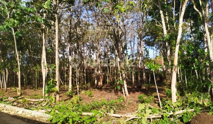 Tanah Luas 809m2 Di Paliyan Gunungkidul Cocok Untuk Investasi Tanah Luas 809m2 Di Paliyan Gunungkidul Cocok Untuk Investasi