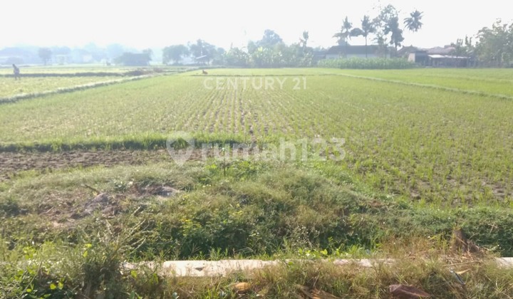 Tanah Sawah 1045M2 Dekat Rsud Prambanan Cocok untuk Homestay