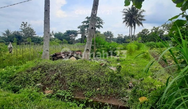 Tanah Sawah 464M2 di Seyegan Dekat Pemda Sleman untuk Hunian