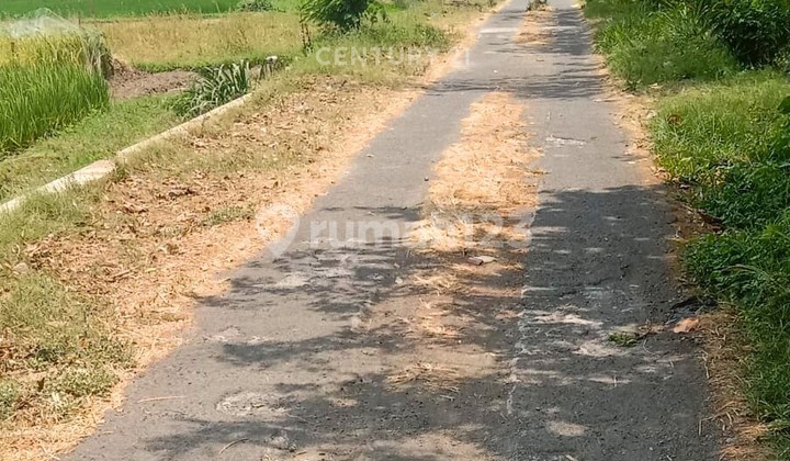 Tanah Sawah 1045M2 Dekat Rsud Prambanan Cocok untuk Homestay