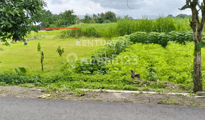 Tanah Sawah 1358M2 di Potorono untuk Investasi Jangka Panjang