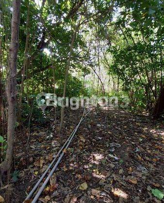 Land for sale in Umalas location 1