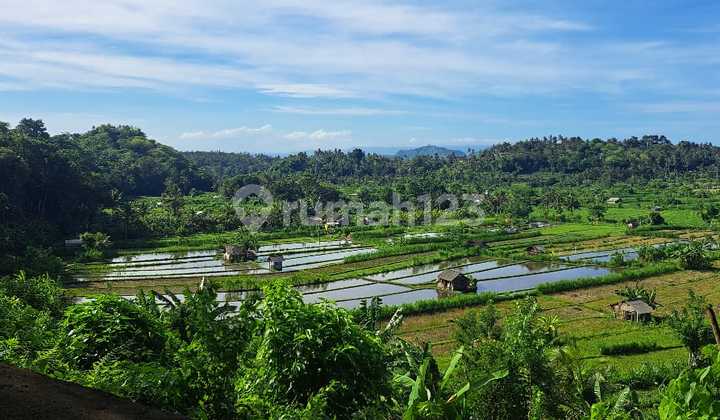 For rent: 1 hectare of spacious land, can take half location in Karangasem.